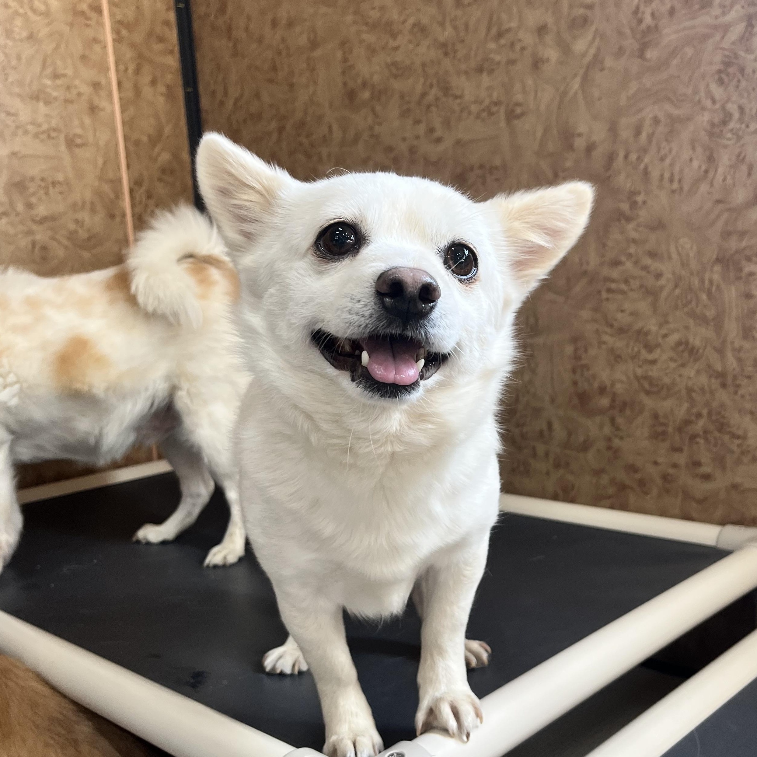 Enlarge DALSU", an adopted mixed breed in Springfield, VA image 1/6