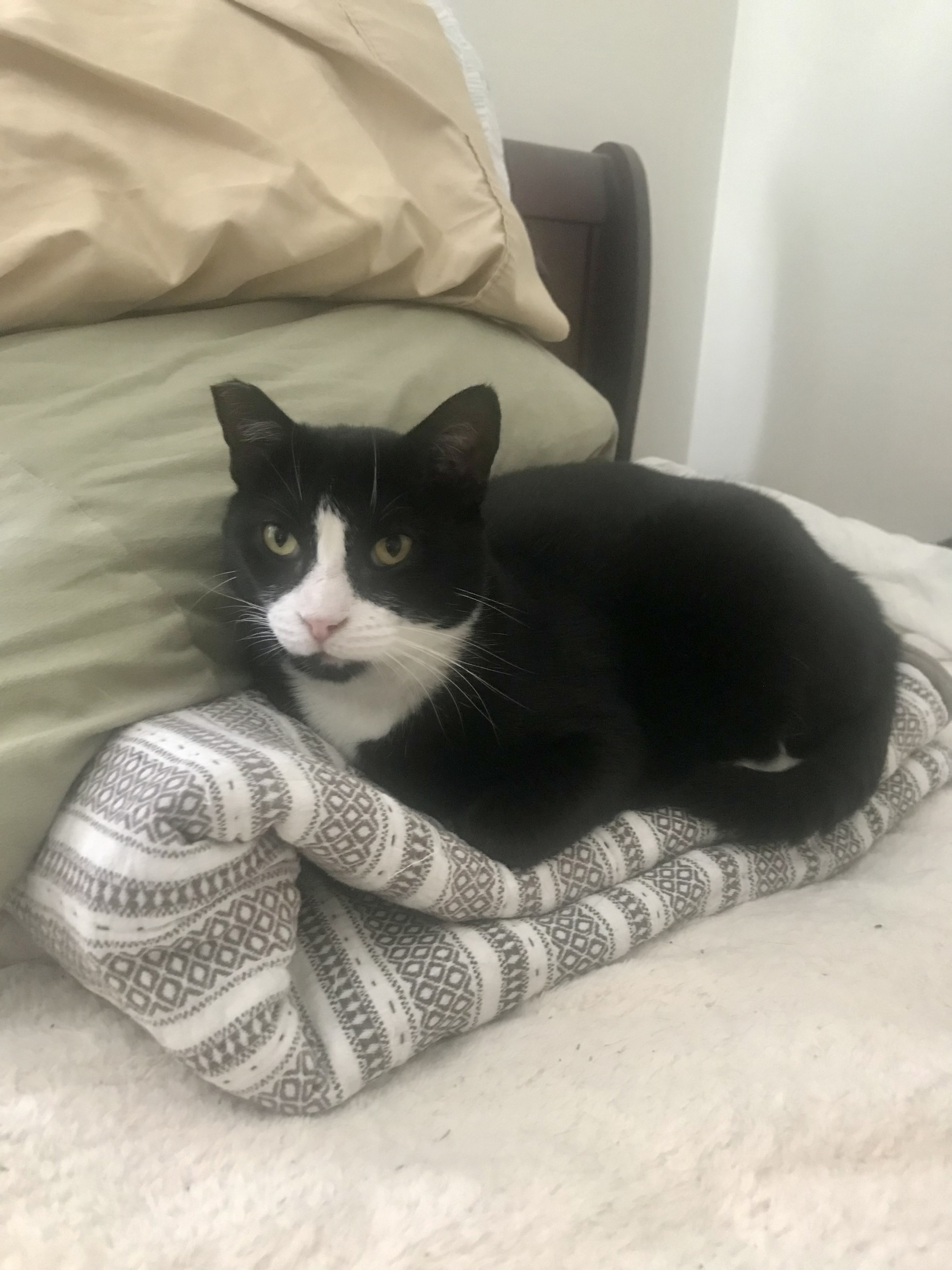 Enlarge Bop Bop, a Adoptable Domestic Short Hair in Torrance, CA image 1/6