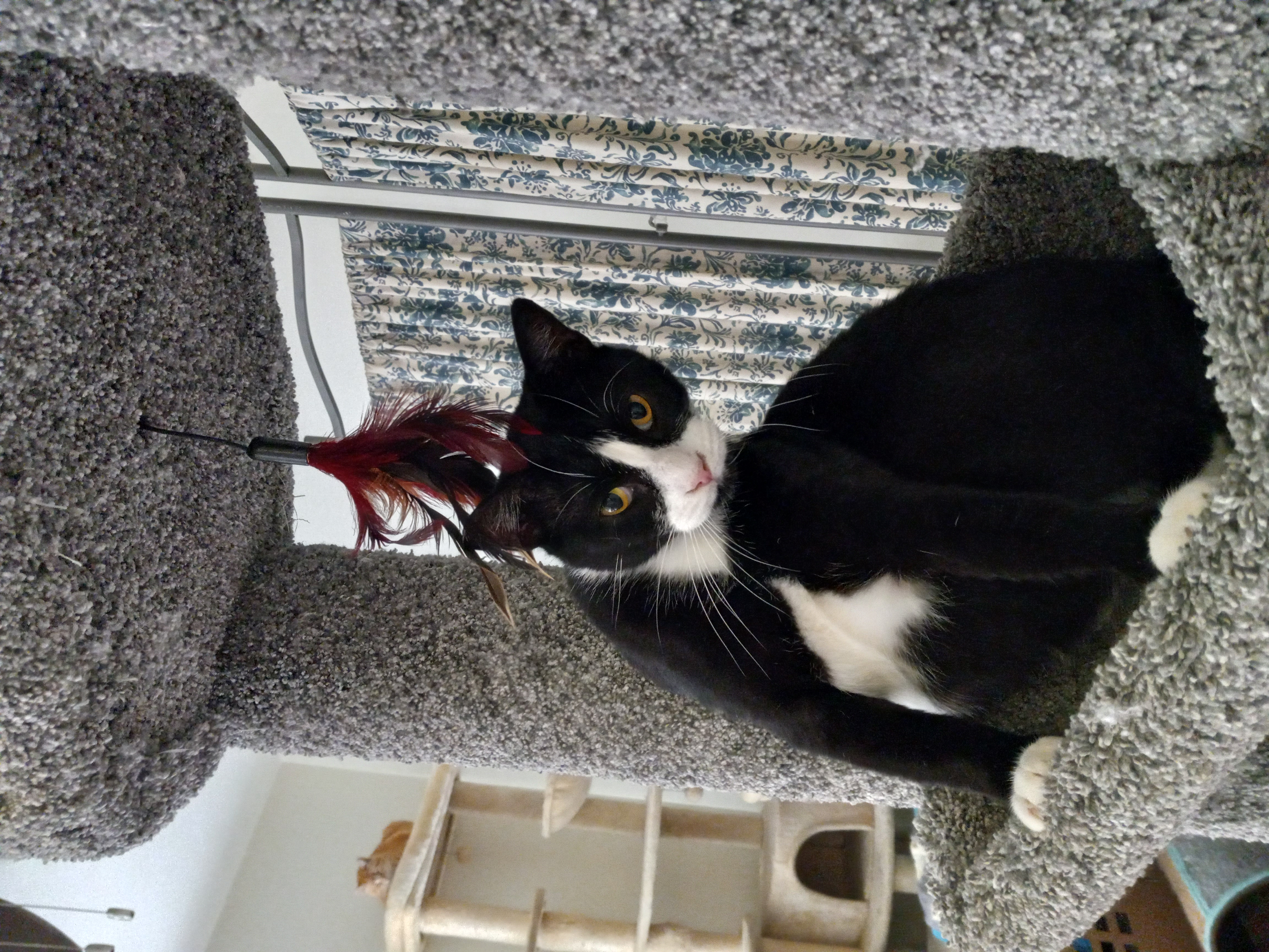 Enlarge Bop Bop, a Adoptable Domestic Short Hair in Torrance, CA image 2/6