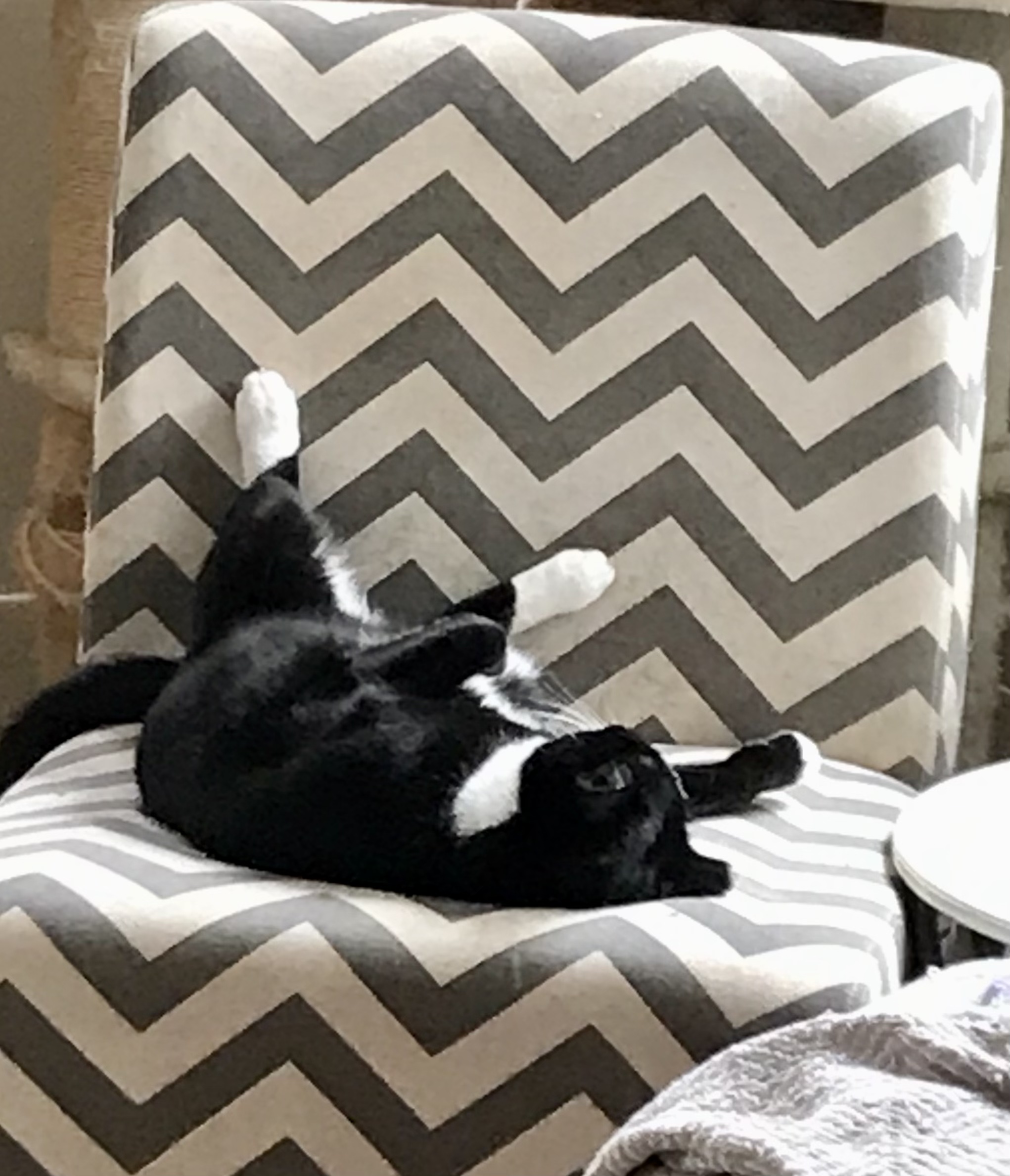 Enlarge Bop Bop, a Adoptable Domestic Short Hair in Torrance, CA image 3/6