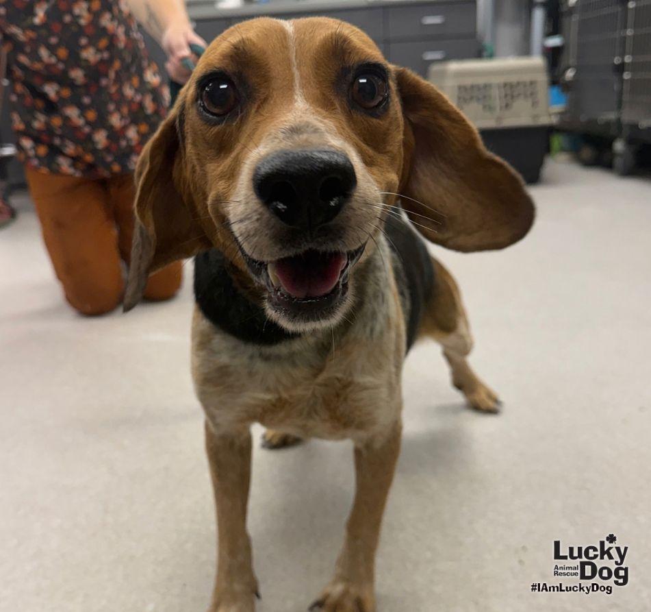 Ken, Adoptable, Adult Male Beagle.