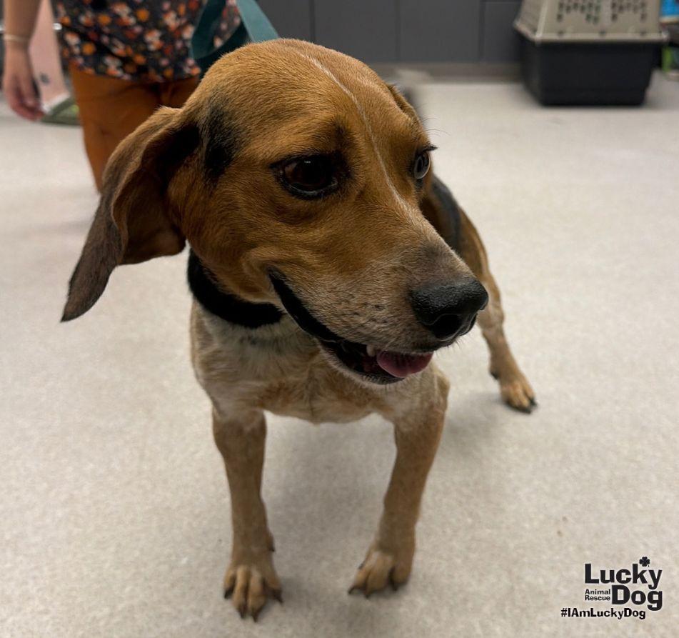Enlarge Ken, a Adoptable Beagle in Washington, DC image 2/3