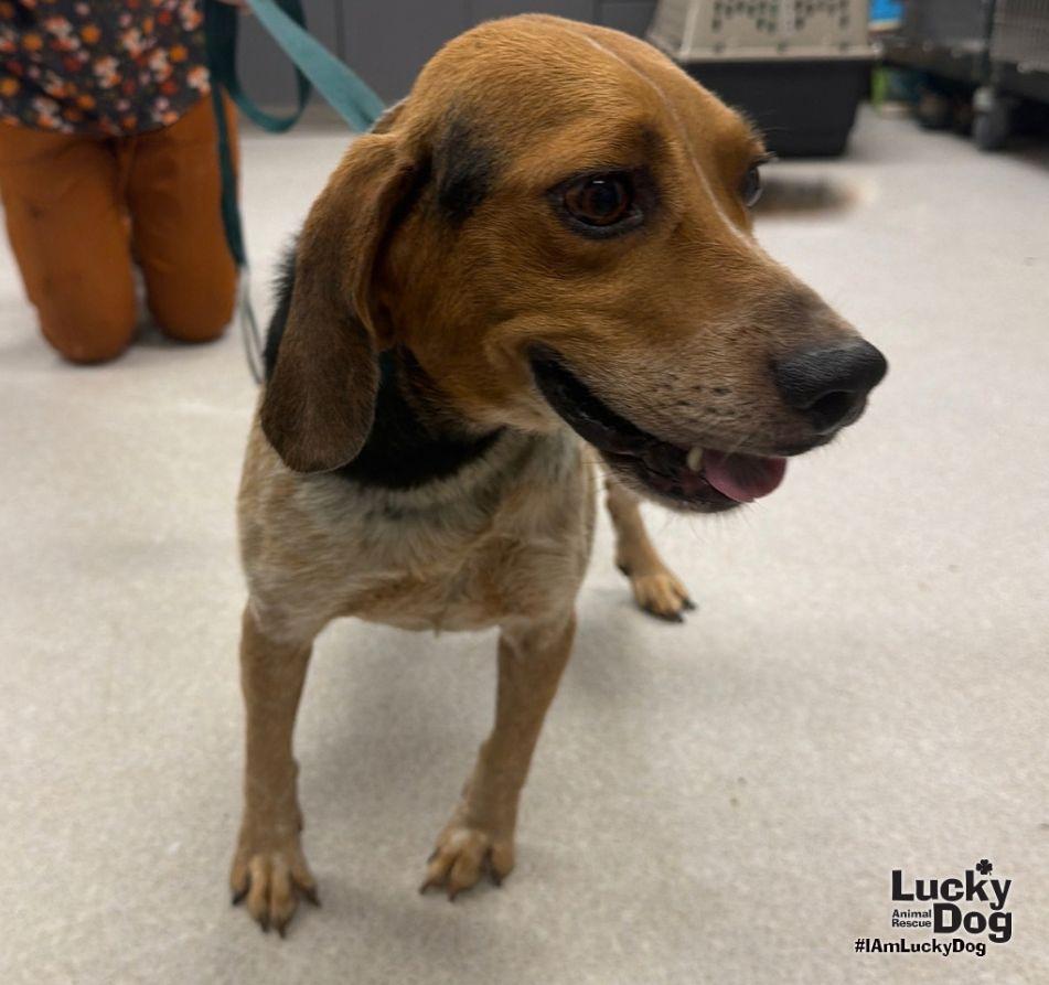 Enlarge Ken, a Adoptable Beagle in Washington, DC image 3/3