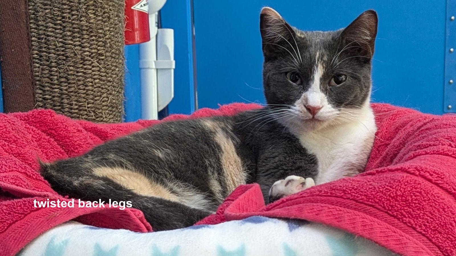 Dusty, Adoptable, Young Female Calico.