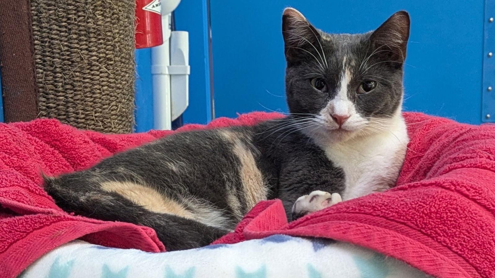 Enlarge Dusty, a Adoptable Calico in Santa Rosa, CA image 3/3