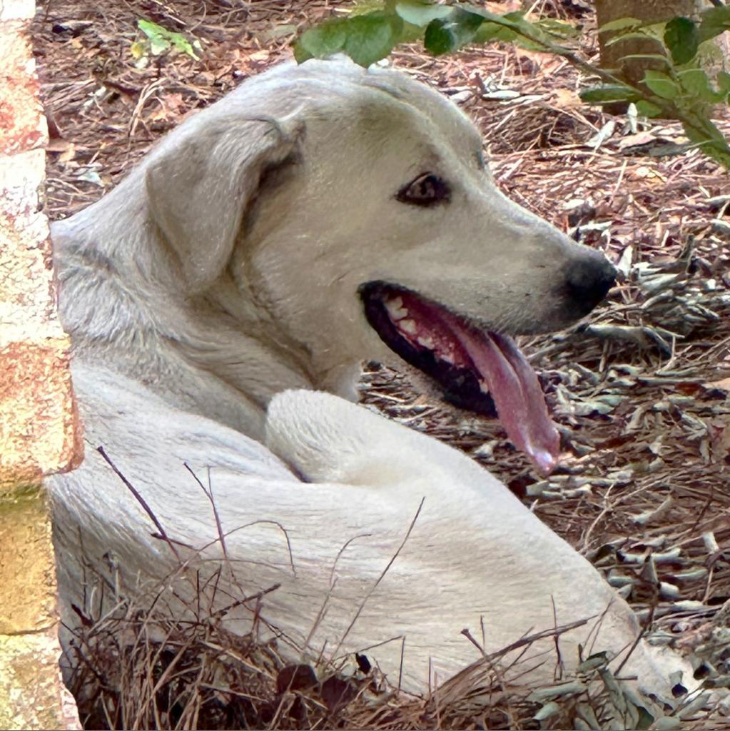 Mary-1982, Adoptable, Adult Female Great Pyrenees & Anatolian Shepherd.