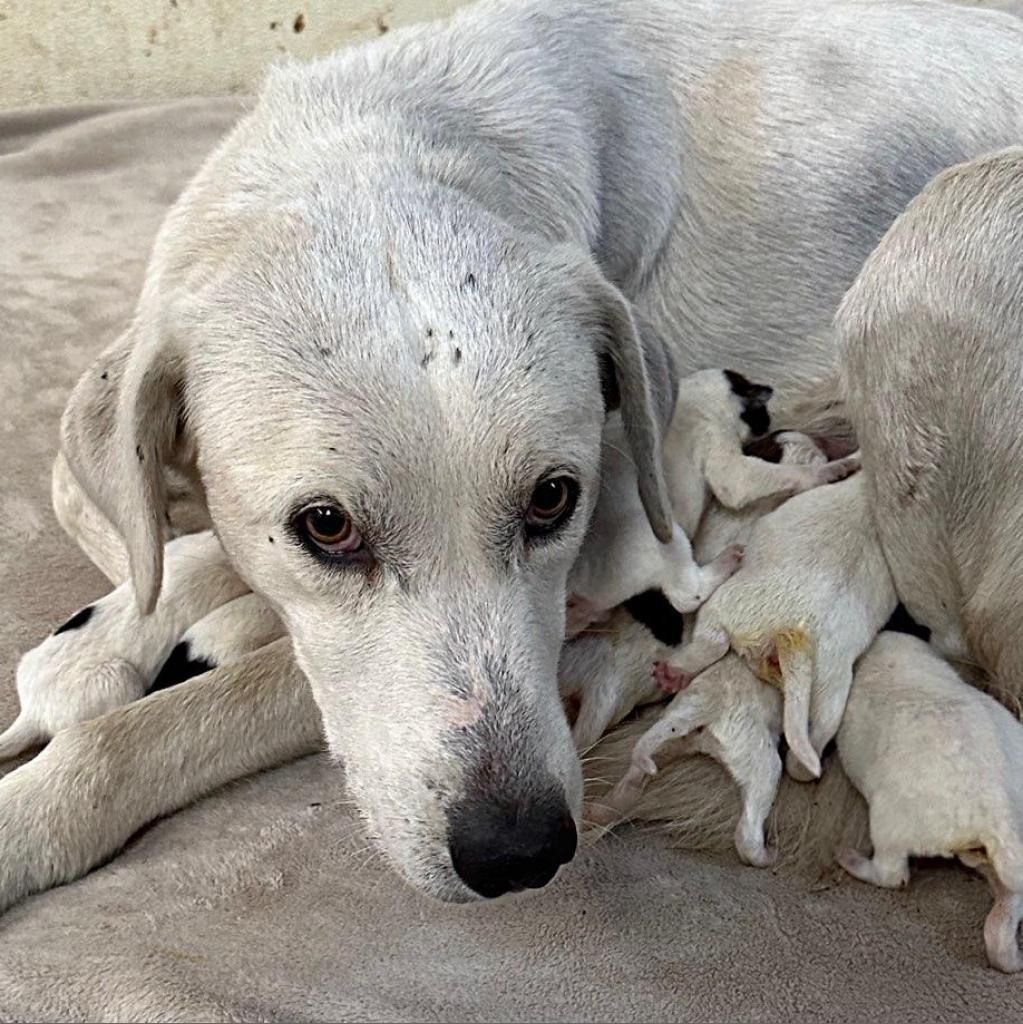 Enlarge Mary-1982, a Adoptable mixed breed in Huntsville, AL image 2/3