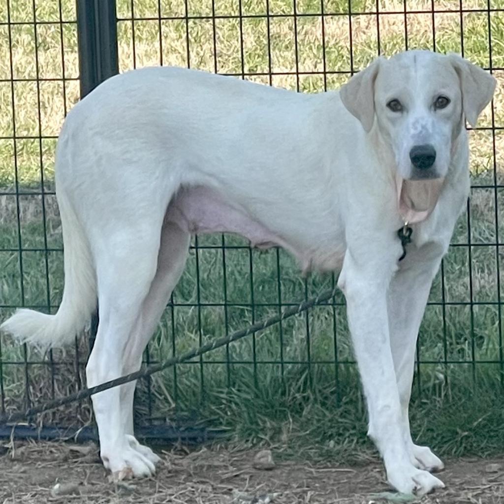Enlarge Mary-1982, a Adoptable mixed breed in Huntsville, AL image 3/3