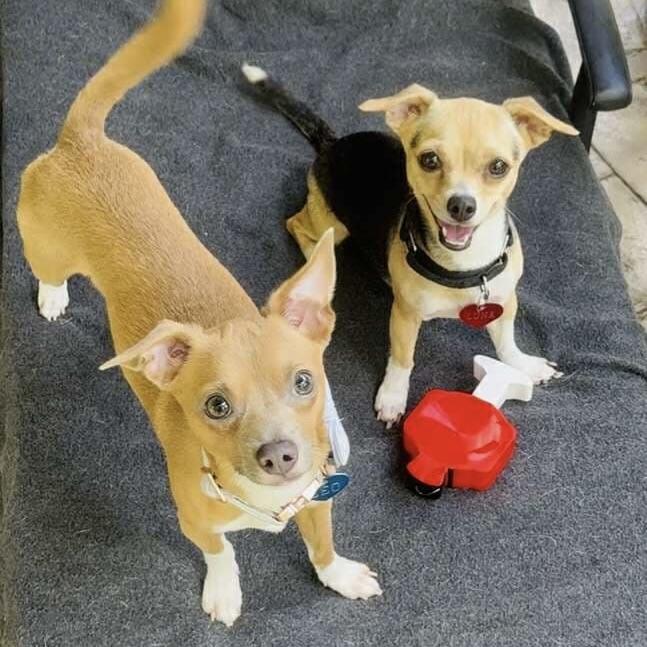 Leo (20250801-03) ***Part of a Bonded Pair***