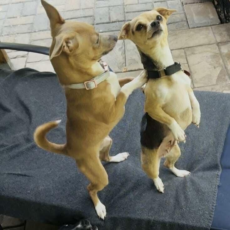 Leo (20250801-03) ***Part of a Bonded Pair***