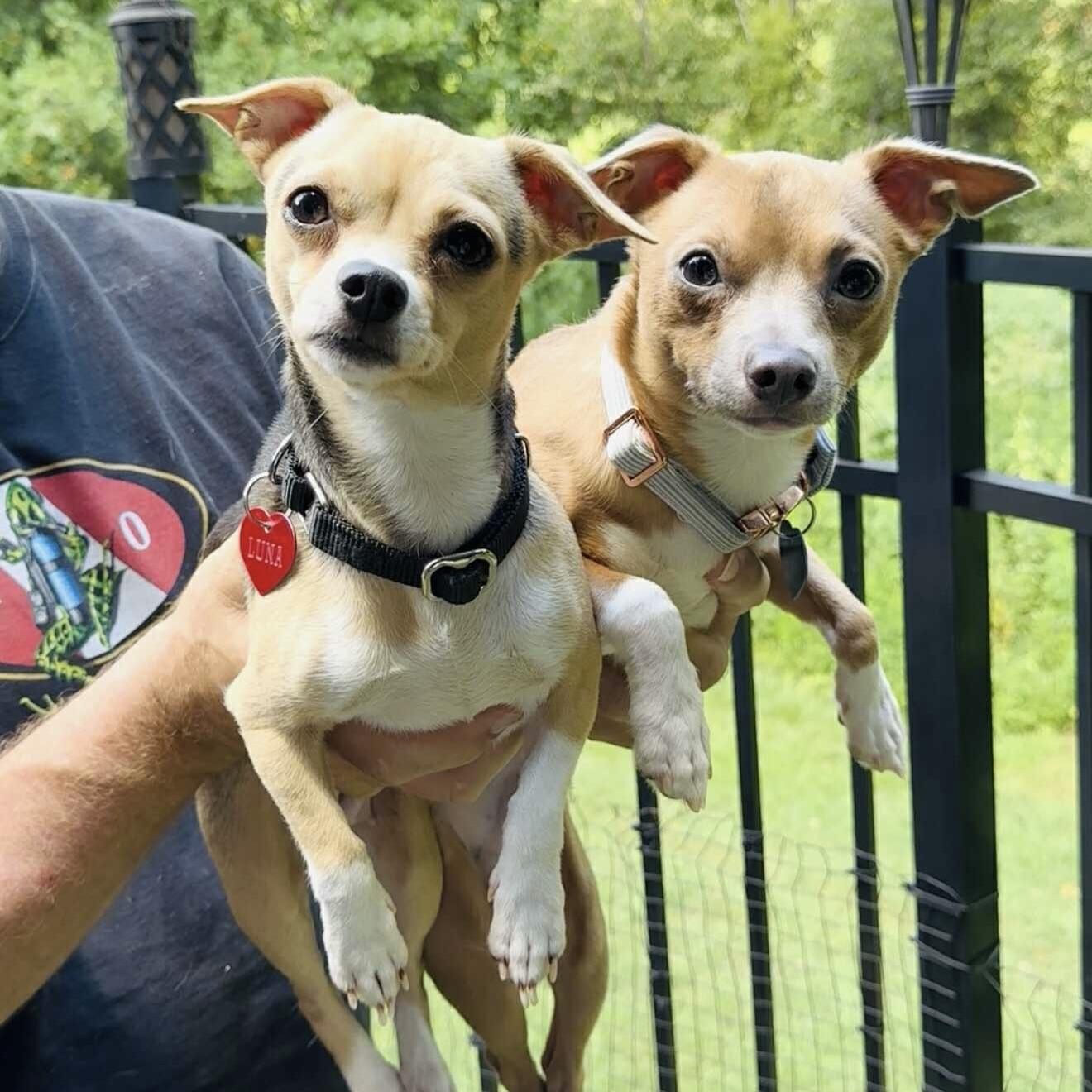 Leo (20250801-03) ***Part of a Bonded Pair***