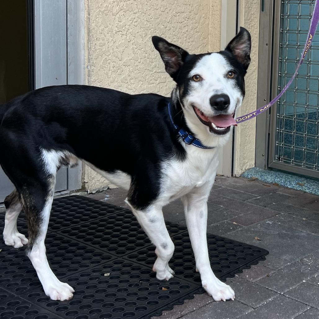 Aspen, Adoptable, Young Male Mixed Breed.