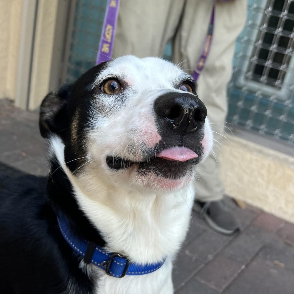 Enlarge Aspen, a Adoptable Mixed Breed in Naples, FL image 2/6