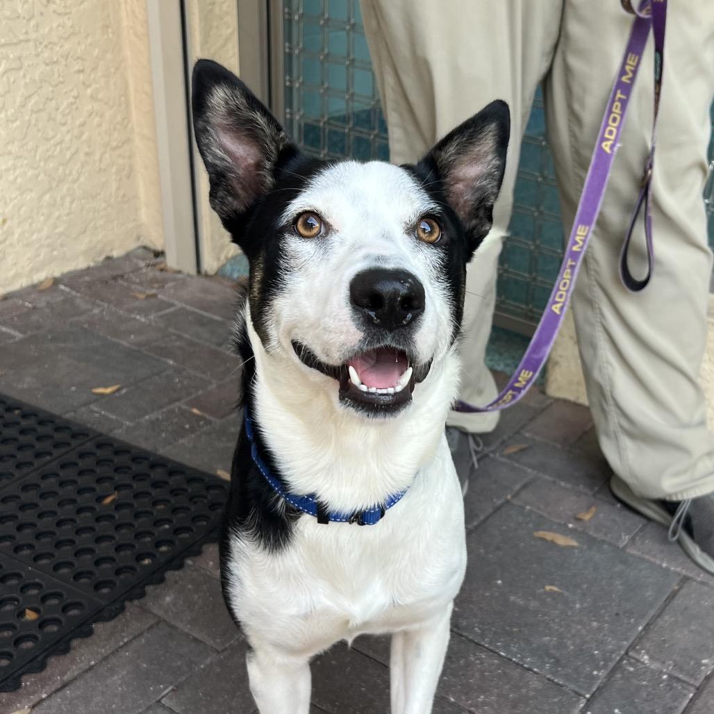 Enlarge Aspen, a Adoptable Mixed Breed in Naples, FL image 3/6