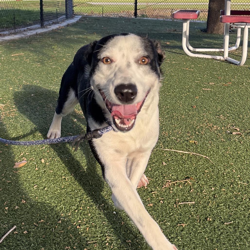 Enlarge Aspen, a Adoptable Mixed Breed in Naples, FL image 4/6
