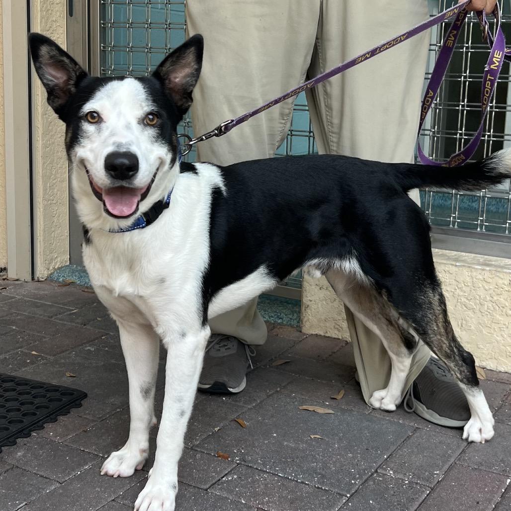 Enlarge Aspen, a Adoptable Mixed Breed in Naples, FL image 5/6