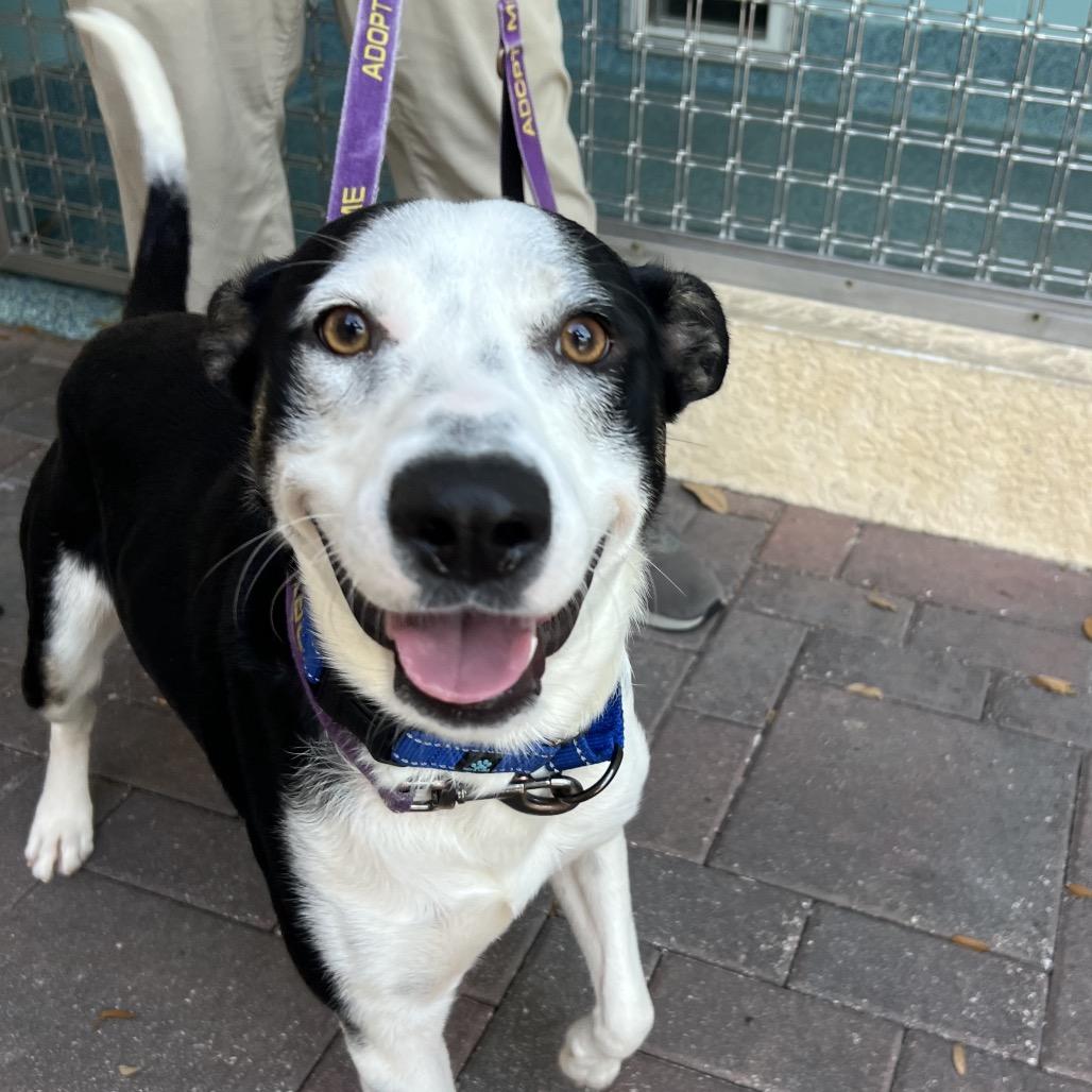 Enlarge Aspen, a Adoptable Mixed Breed in Naples, FL image 6/6