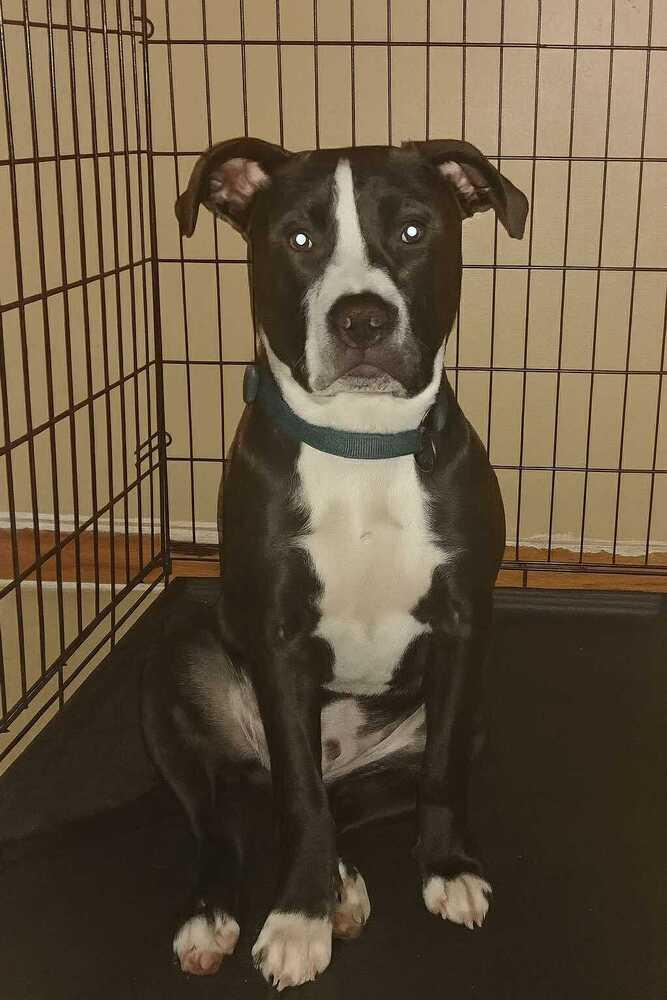 Enlarge Sondra, a Adoptable American Bulldog in Milton, FL image 1/2