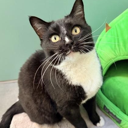 Enlarge Starr, a ADOPTABLE Domestic Short Hair in Santa Cruz, CA image 3/4