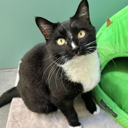 Enlarge Starr, a ADOPTABLE Domestic Short Hair in Santa Cruz, CA image 1/4