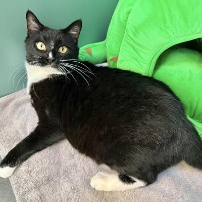 Enlarge Starr, a ADOPTABLE Domestic Short Hair in Santa Cruz, CA image 2/4