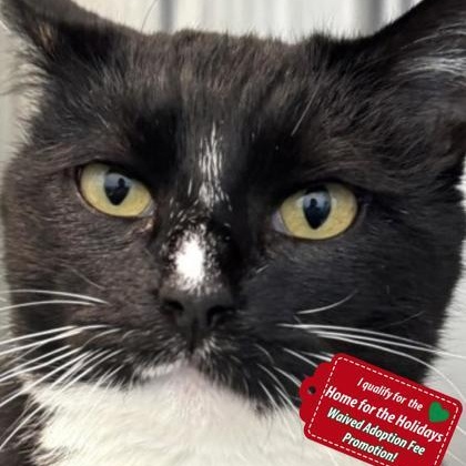 Enlarge Starr, a ADOPTABLE Domestic Short Hair in Santa Cruz, CA image 4/4