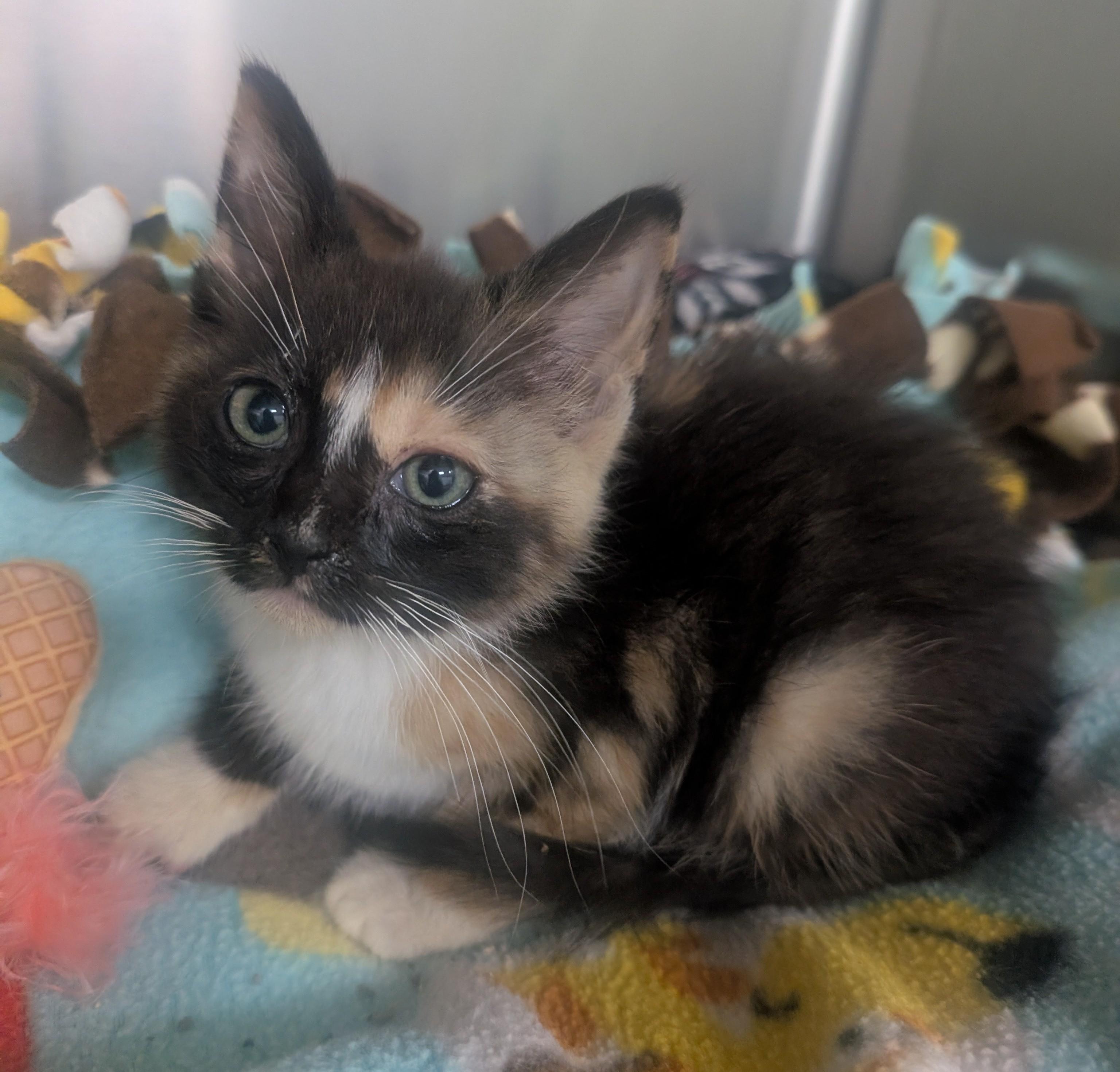 Gloves, adopted, Kitten Female Domestic Short Hair.