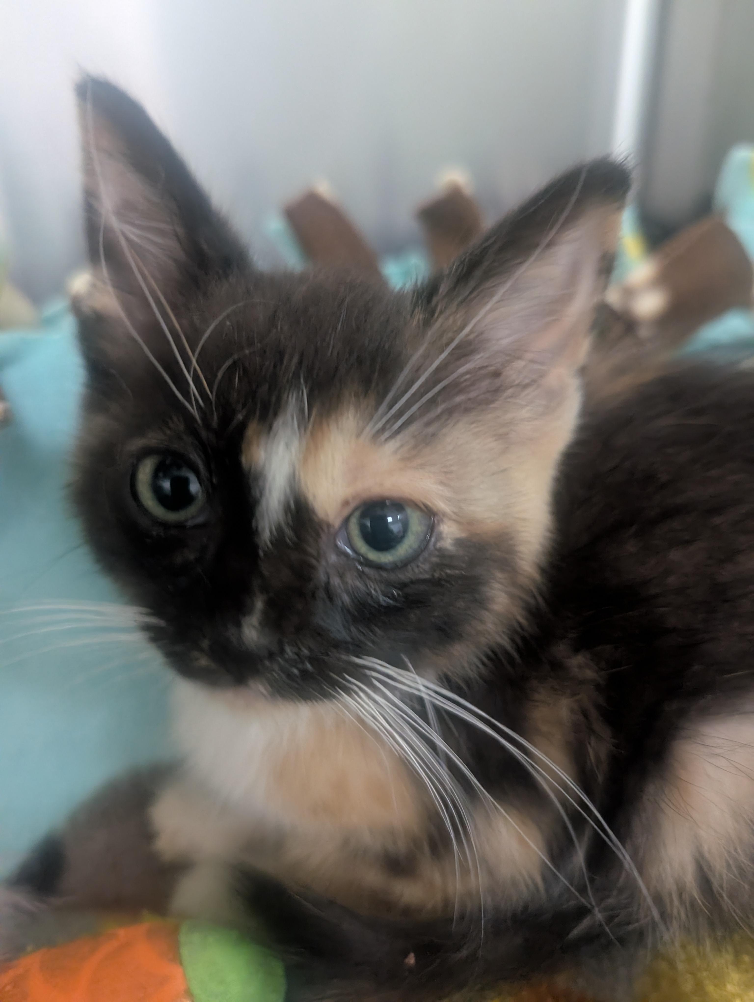 Gloves, an adopted Domestic Short Hair in New Ulm, MN image 4/4