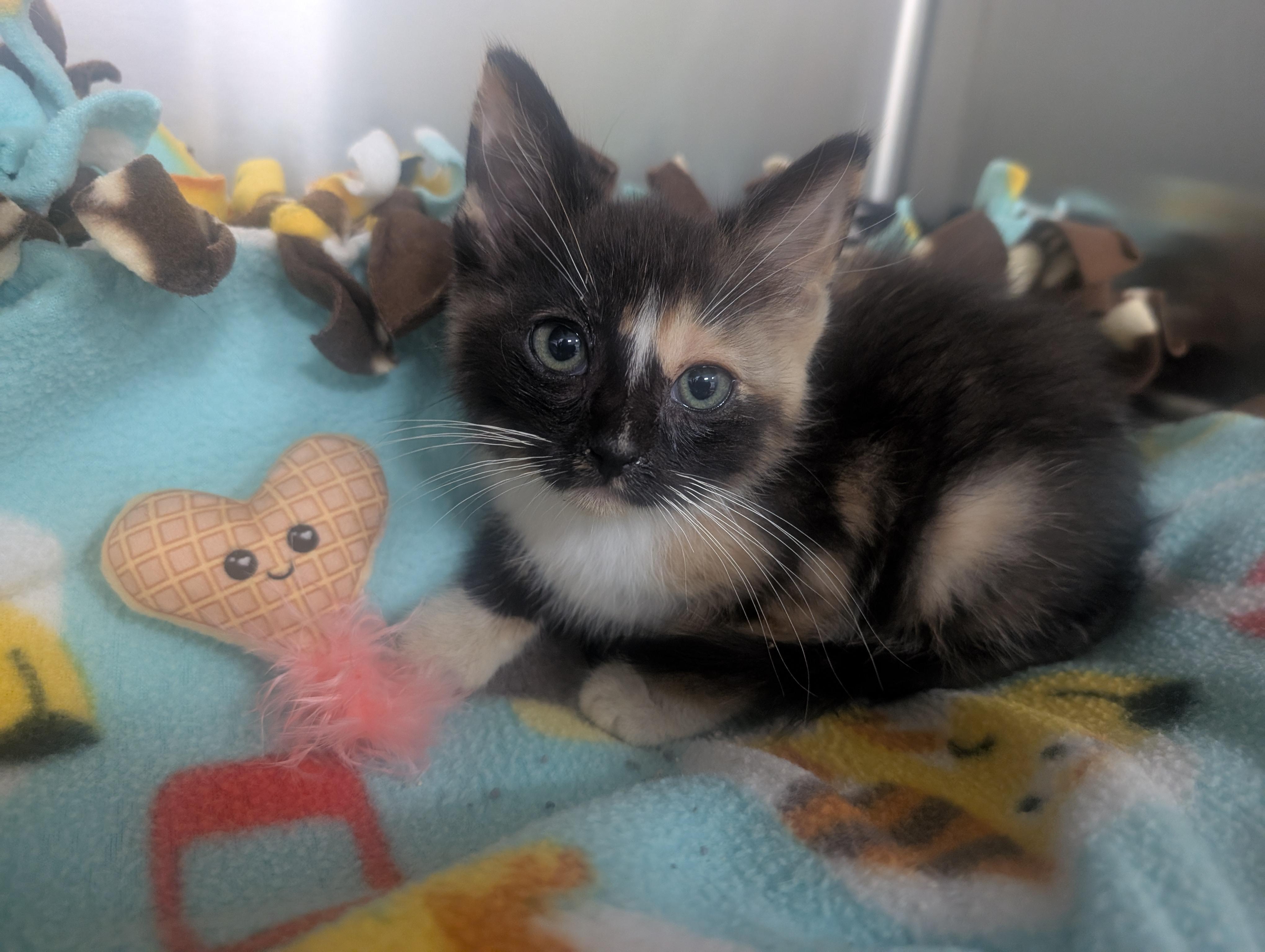 Gloves, an adopted Domestic Short Hair in New Ulm, MN image 3/4