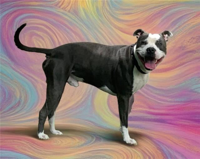 Enlarge BARKULA, a Adoptable mixed breed in Sarasota, FL image 1/1