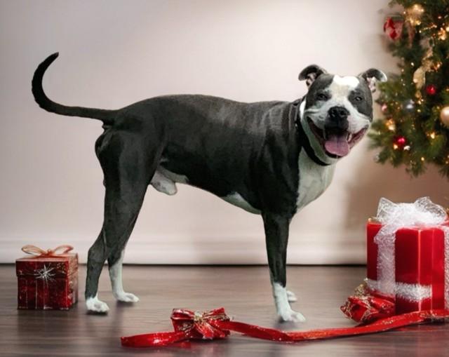 BARKULA, Adoptable, Adult Male Pit Bull Terrier & Mixed Breed.