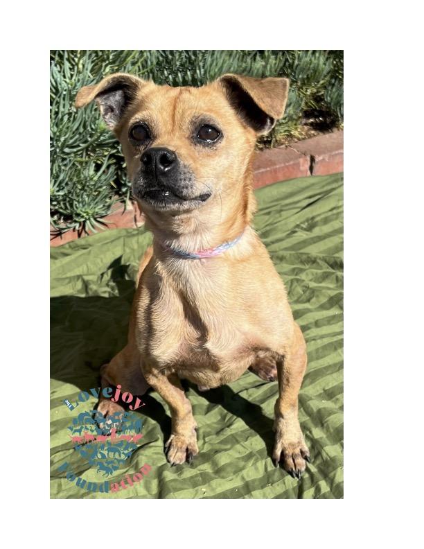 Harlem, a Adoptable mixed breed in Inglewood, CA image 4/4