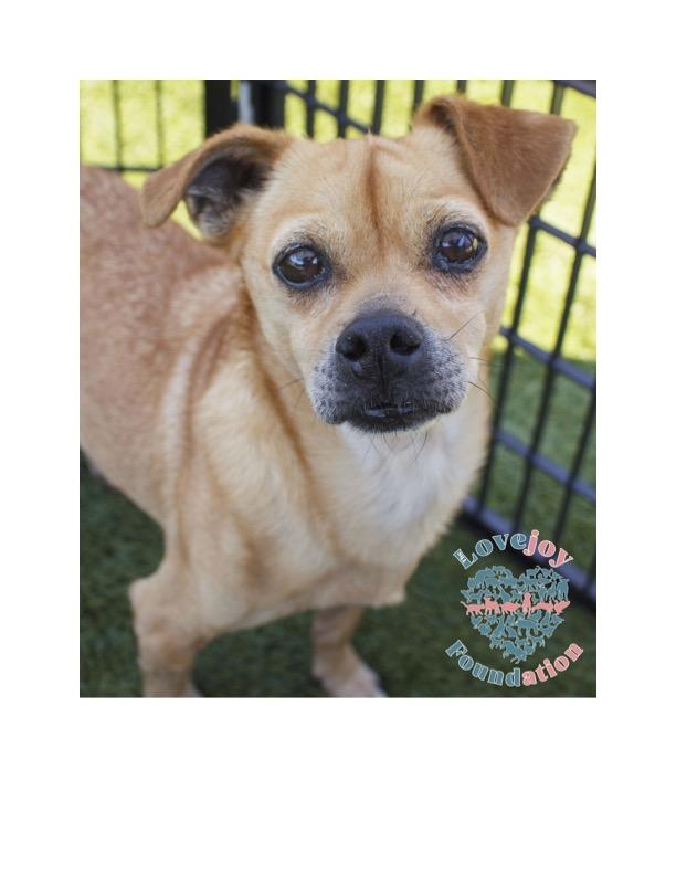 Harlem, a Adoptable mixed breed in Inglewood, CA image 2/4
