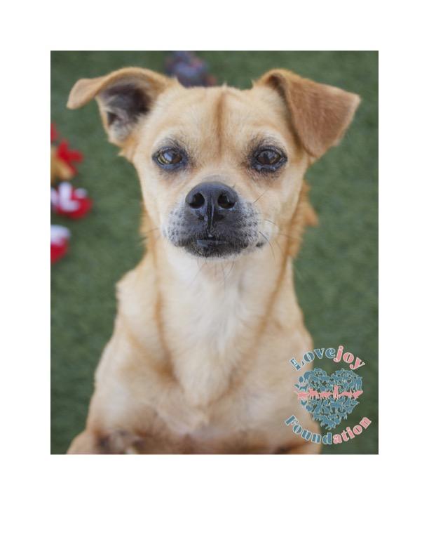 Harlem, Adoptable, Senior Male Chihuahua & Beagle.