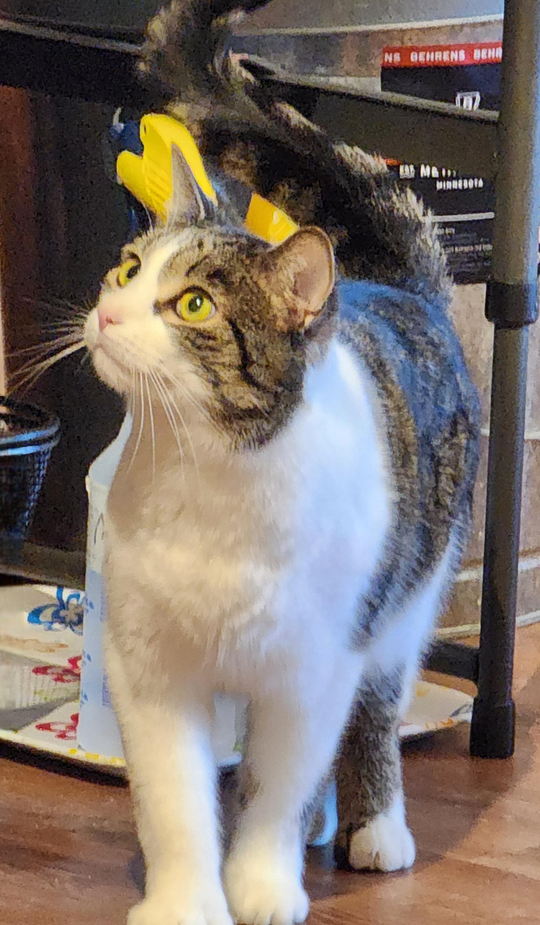 Shiloh (Male) + Sissy (female) BONDED PAIR, a Adoptable Domestic Medium Hair in Wells, ME image 5/6