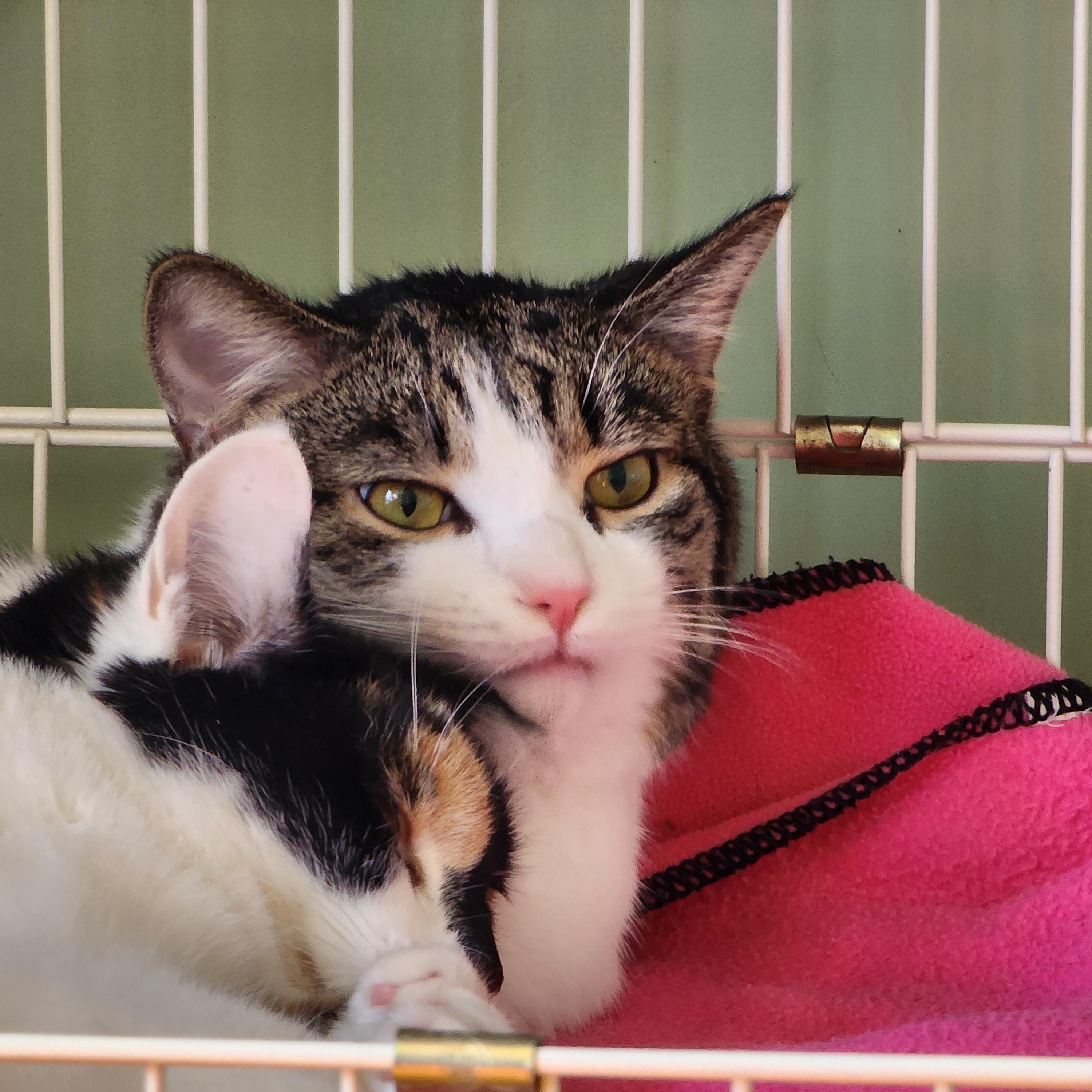 Shiloh (Male) + Sissy (female) BONDED PAIR, a Adoptable Domestic Medium Hair in Wells, ME image 1/6