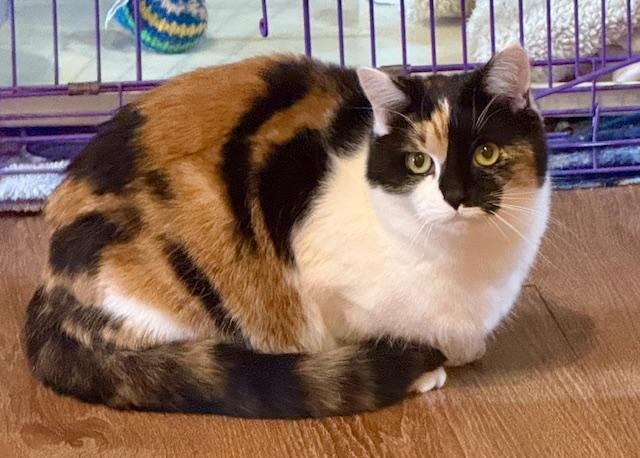 Shiloh (Male) + Sissy (female) BONDED PAIR, a Adoptable Domestic Medium Hair in Wells, ME image 6/6