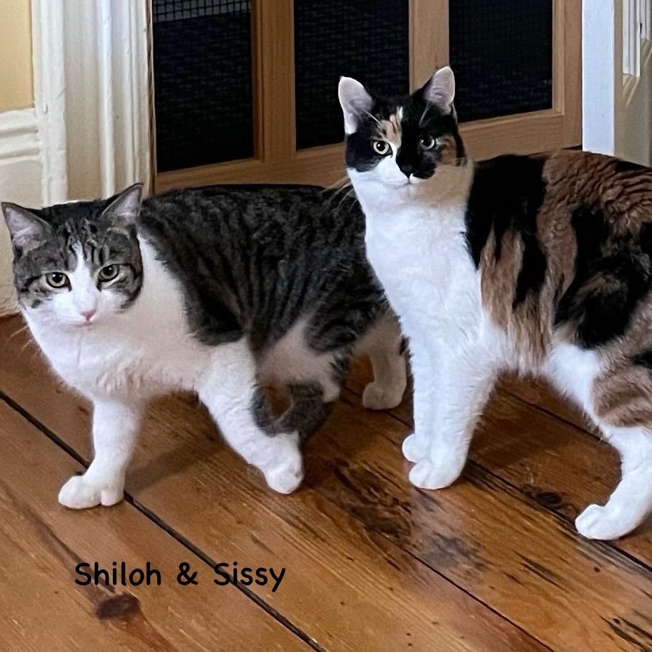 Shiloh (Male) + Sissy (female) BONDED PAIR, a Adoptable Domestic Medium Hair in Wells, ME image 2/6