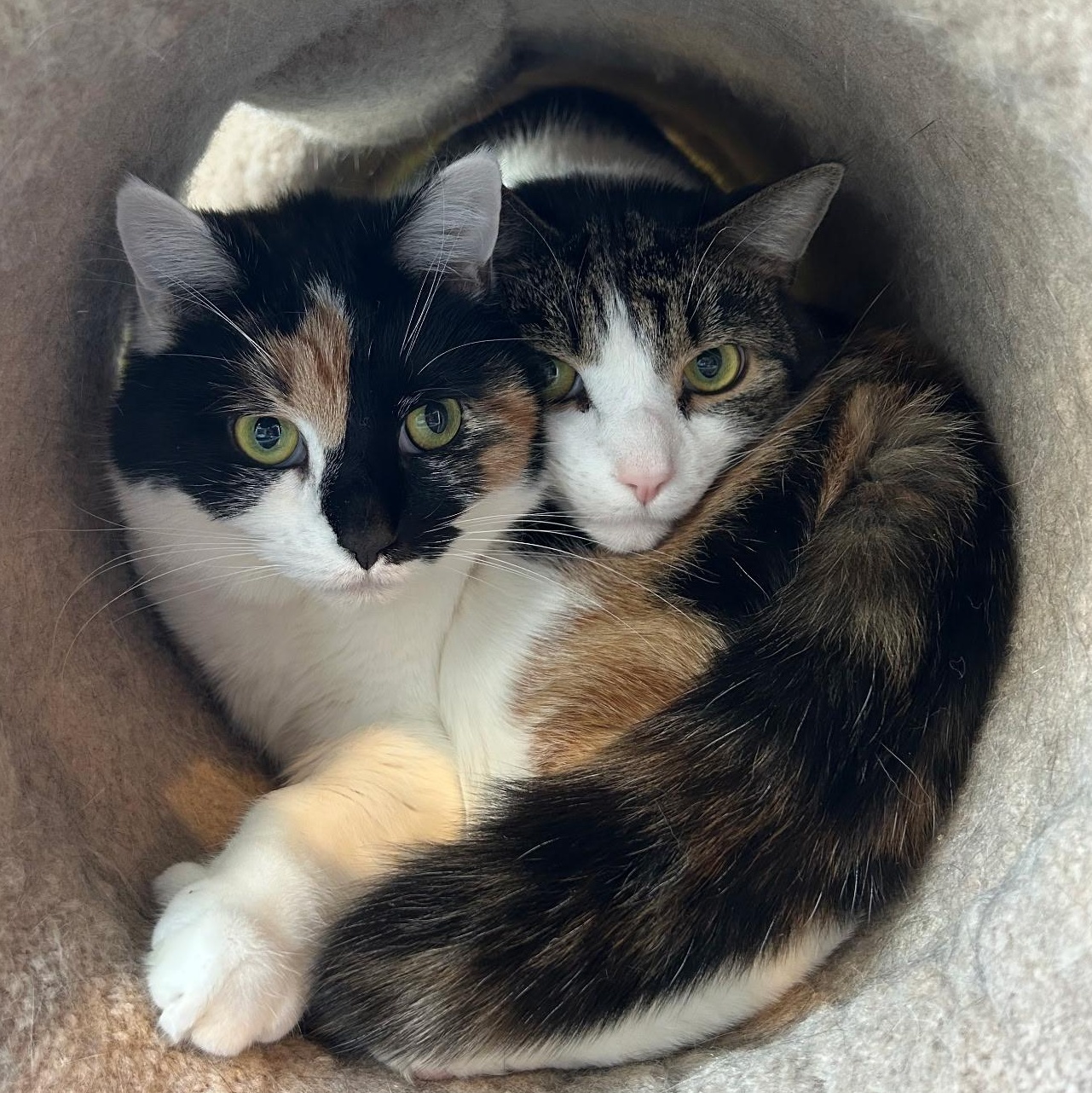 Shiloh (Male) + Sissy (female)   BONDED PAIR, Adoptable, Adult Male Domestic Medium Hair.