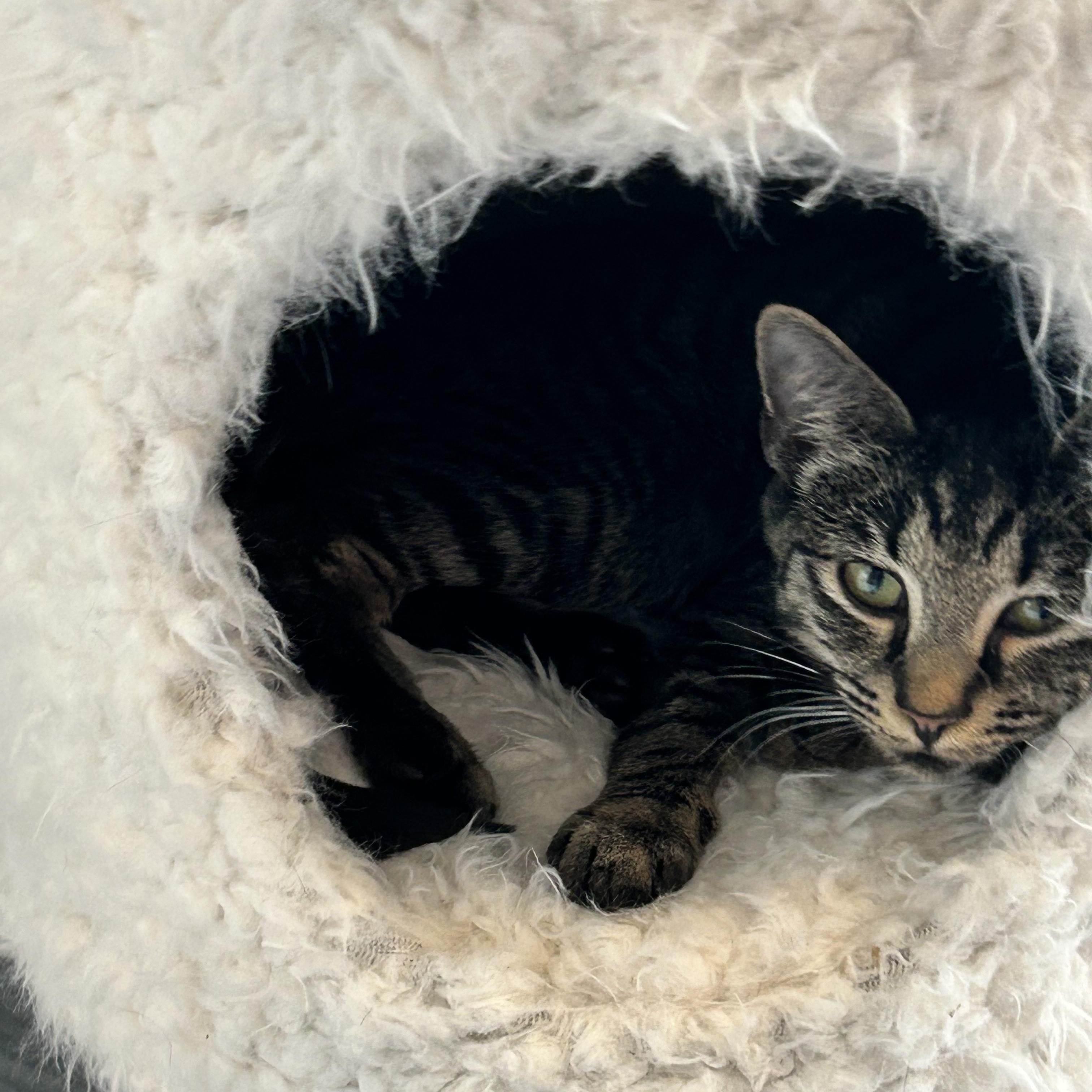 June, Adoptable, Adult Female Tabby.