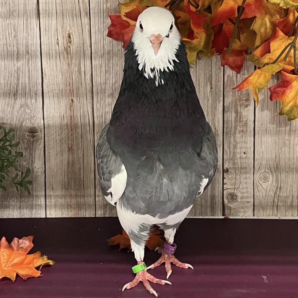 Enlarge Adrian Coo-dini, a Adoptable Pigeon in Chicago, IL image 5/5