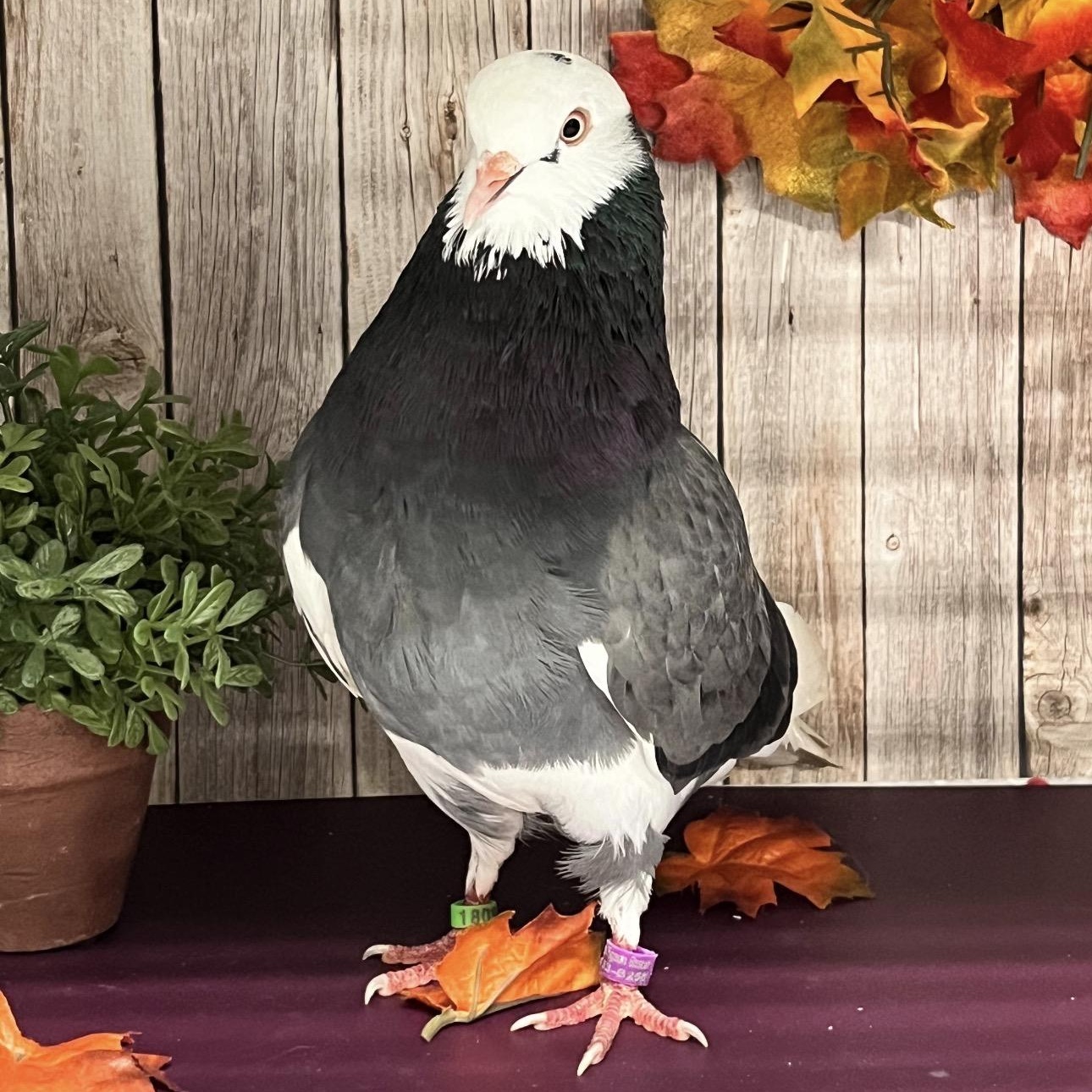 Enlarge Adrian Coo-dini, a Adoptable Pigeon in Chicago, IL image 4/5