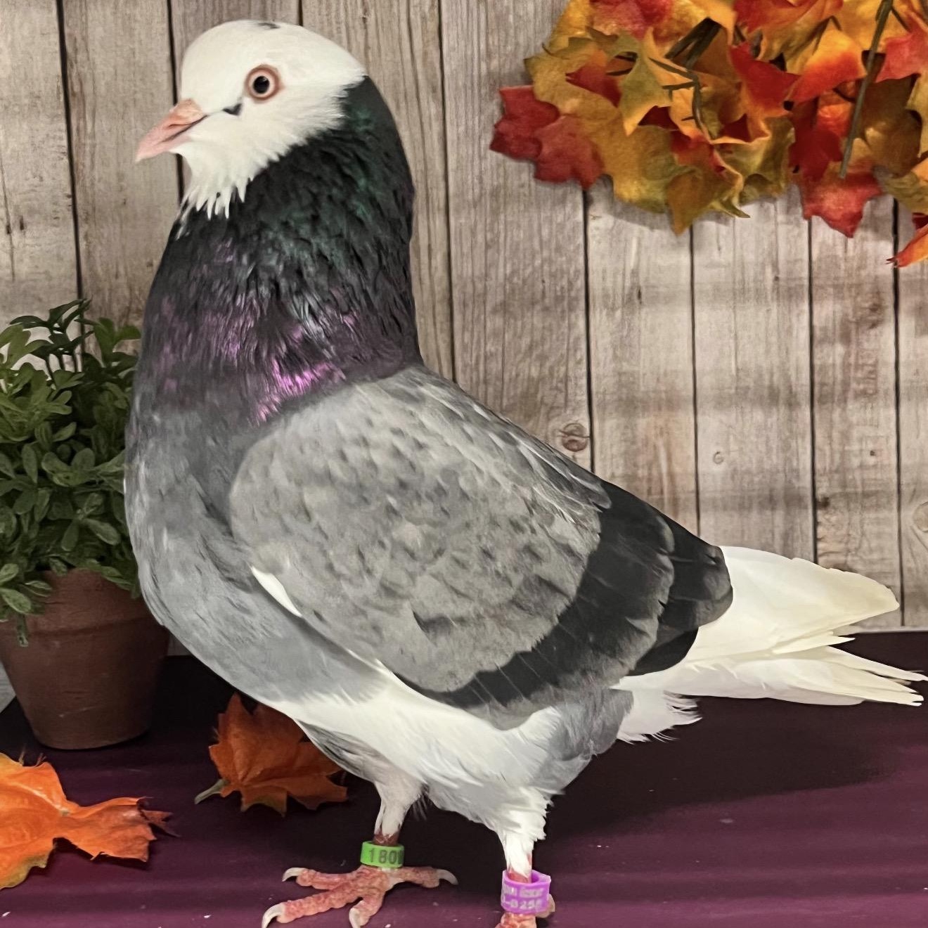 Enlarge Adrian Coo-dini, a Adoptable Pigeon in Chicago, IL image 3/5