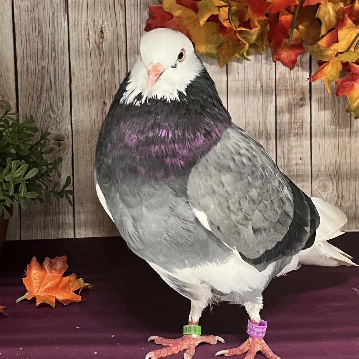 Enlarge Adrian Coo-dini, a Adoptable Pigeon in Chicago, IL image 1/5