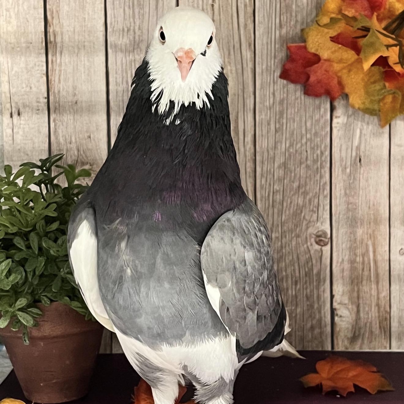 Enlarge Adrian Coo-dini, a Adoptable Pigeon in Chicago, IL image 2/5