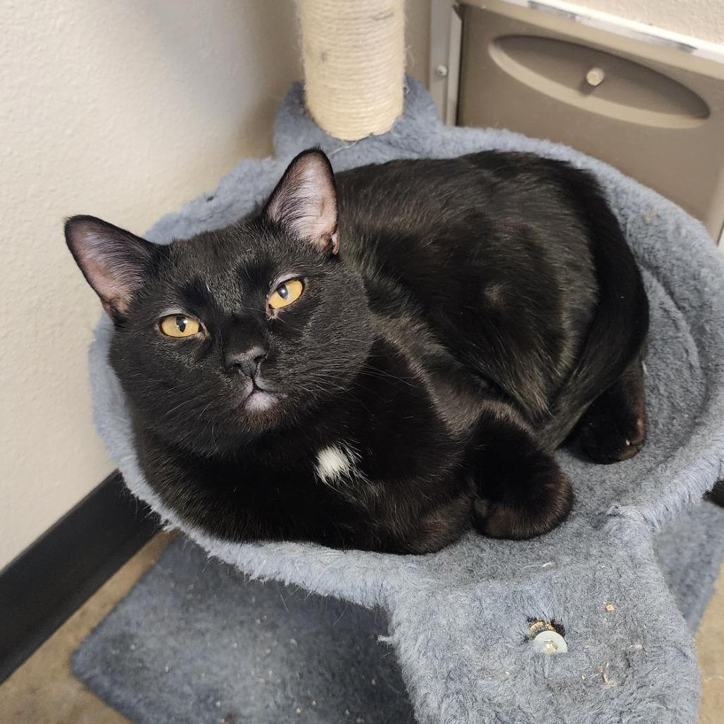 Enlarge Randal, a Adoptable Domestic Short Hair in Indiantown, FL image 1/3