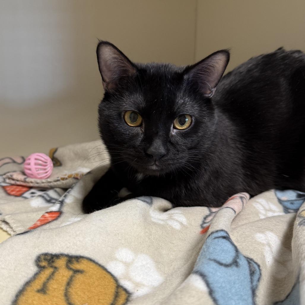 Enlarge Randal, a Adoptable Domestic Short Hair in Indiantown, FL image 2/3