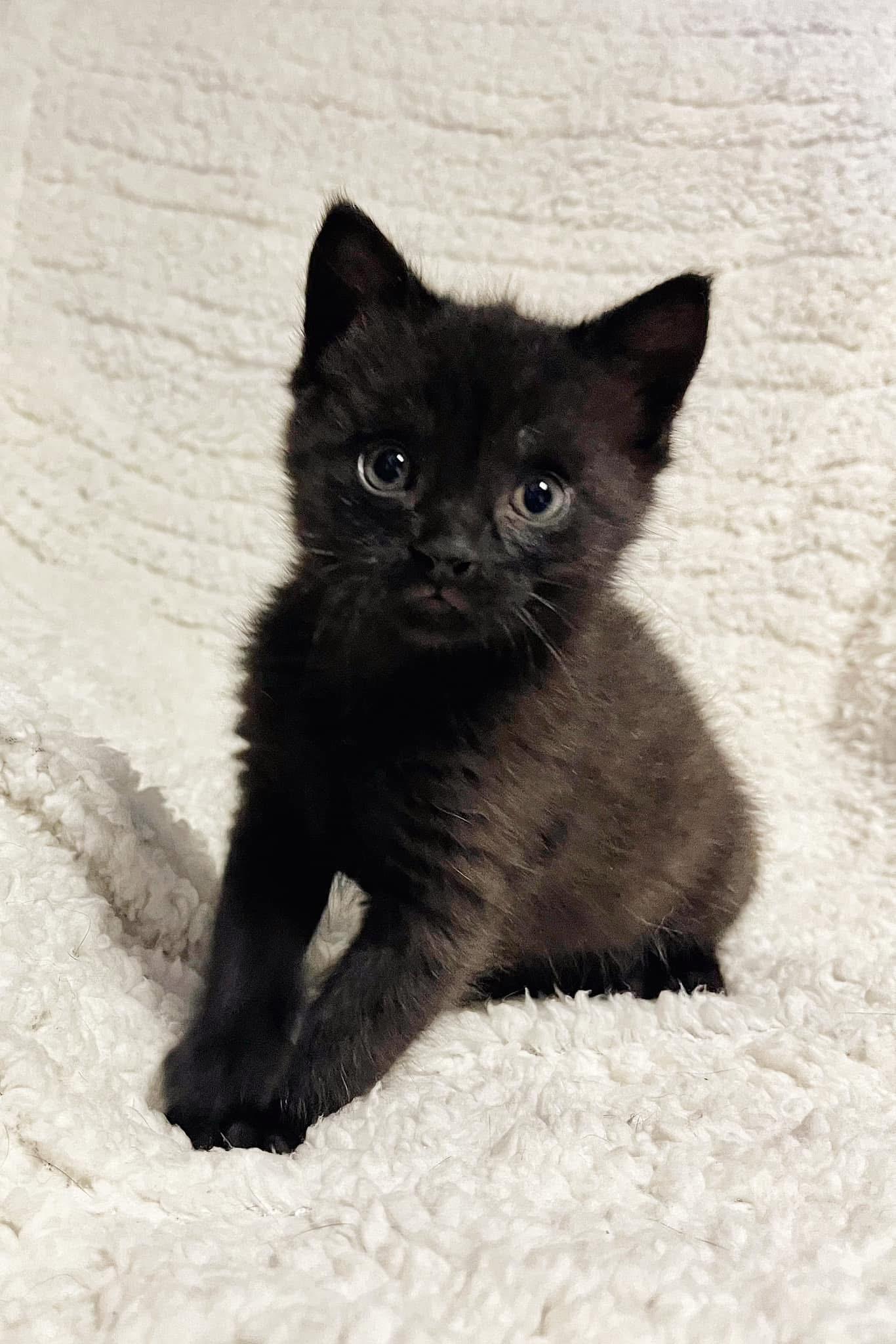 Stevie, Baby Male Domestic Short Hair