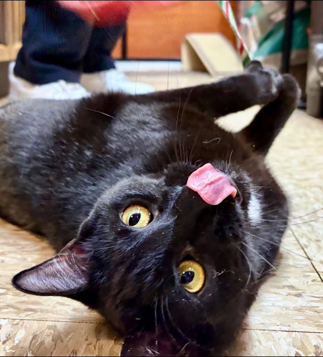 Oatcake, Adoptable, Young Female Domestic Short Hair.