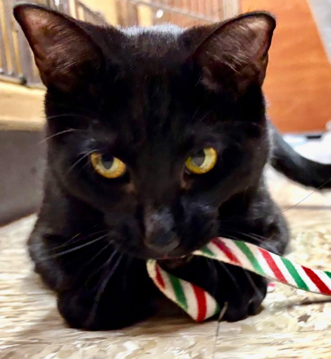 Enlarge Oatcake, a Adoptable Domestic Short Hair in Fishkill, NY image 2/3